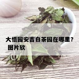 大悟园安吉白茶园在哪里? 图片欣