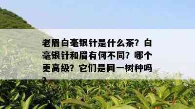 老眉白毫银针是什么茶？白毫银针和眉有何不同？哪个更高级？它们是同一树种吗？