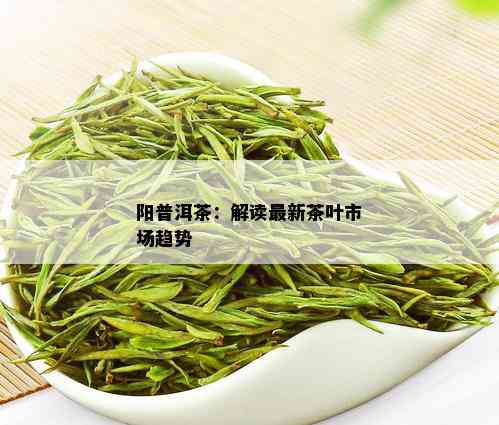 阳普洱茶：解读最新茶叶市场趋势