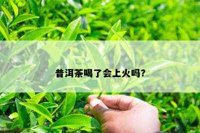 普洱茶喝了会上火吗?