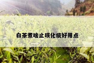 白茶煮啥止咳化痰好用点