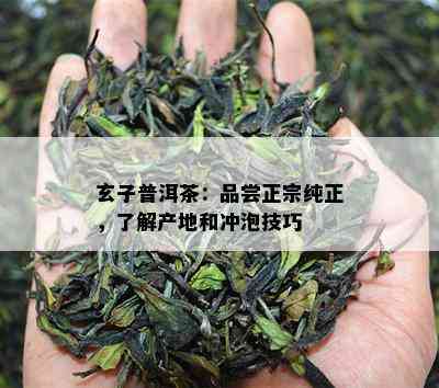 玄子普洱茶：品尝正宗纯正，了解产地和冲泡技巧