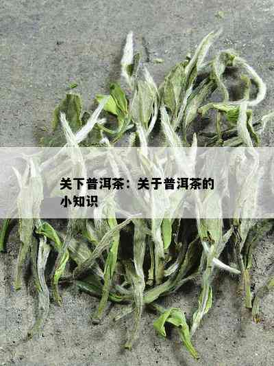 关下普洱茶：关于普洱茶的小知识