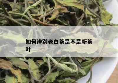 如何辨别老白茶是不是新茶叶