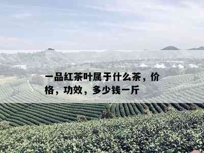 一品红茶叶属于什么茶，价格，功效，多少钱一斤