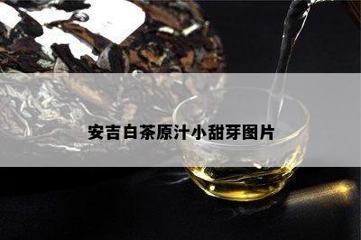 安吉白茶原汁小甜芽图片