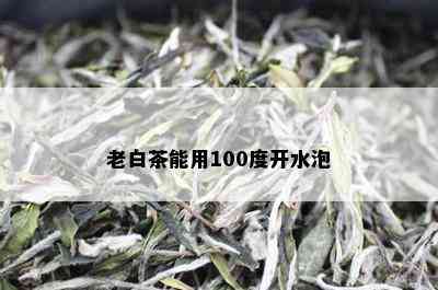 老白茶能用100度开水泡