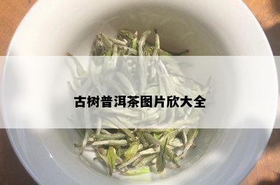 古树普洱茶图片欣大全