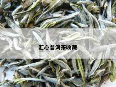 汇心普洱茶收藏