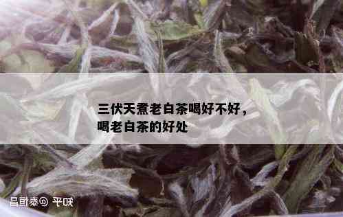 三伏天煮老白茶喝好不好，喝老白茶的好处