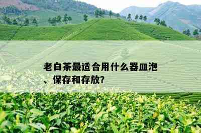 老白茶最适合用什么器皿泡、保存和存放？