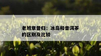 老班章昔归：冰岛和普洱茶的区别及比较