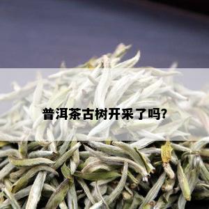 普洱茶古树开采了吗？