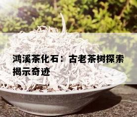 鸿溪茶化石：古老茶树探索揭示奇迹