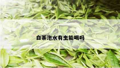 白茶泡水有虫能喝吗