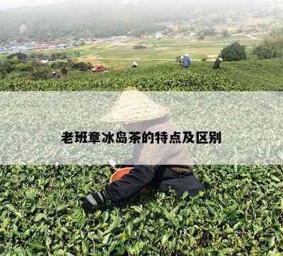 老班章冰岛茶的特点及区别