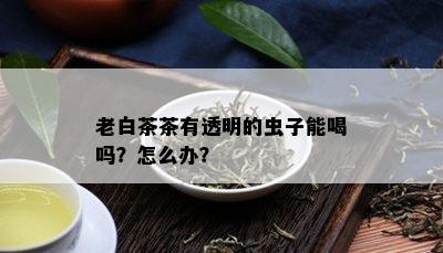 老白茶茶有透明的虫子能喝吗？怎么办？