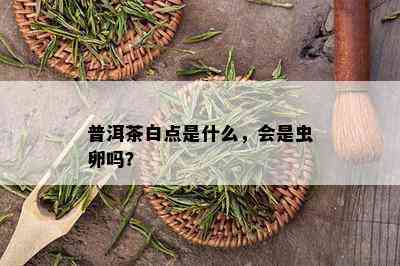 普洱茶白点是什么，会是虫卵吗？