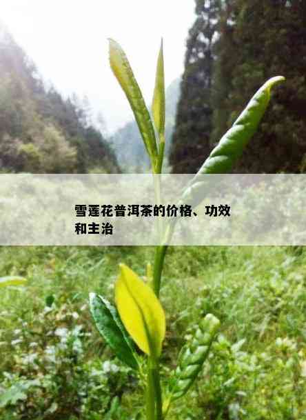 雪莲花普洱茶的价格、功效和主治