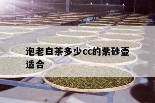 泡老白茶多少cc的紫砂壶适合