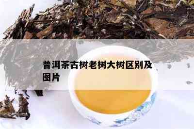 普洱茶古树老树大树区别及图片