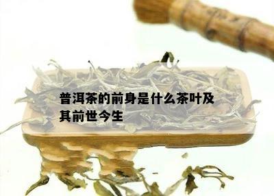 普洱茶的前身是什么茶叶及其前世今生