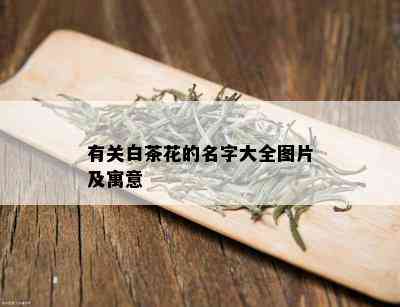 有关白茶花的名字大全图片及寓意