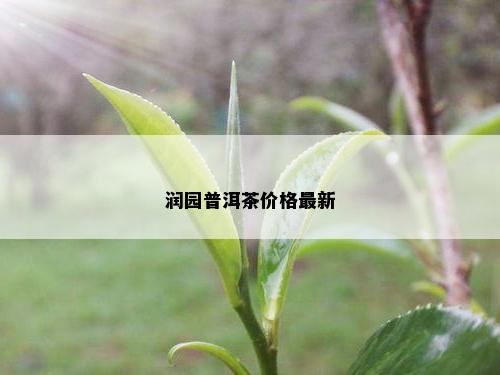 润园普洱茶价格最新