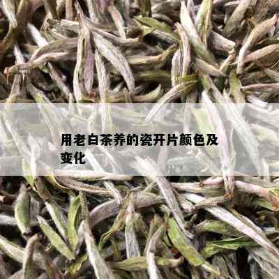 用老白茶养的瓷开片颜色及变化