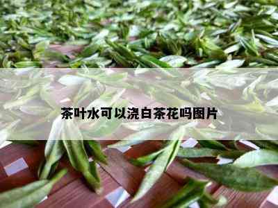 茶叶水可以浇白茶花吗图片