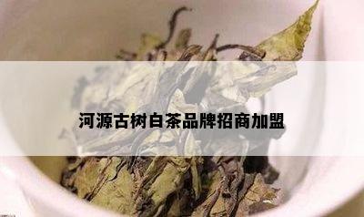 河源古树白茶品牌招商加盟