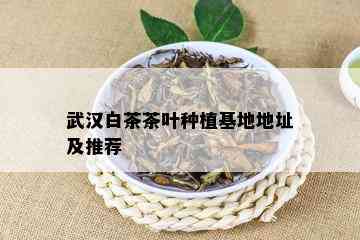 武汉白茶茶叶种植基地地址及推荐