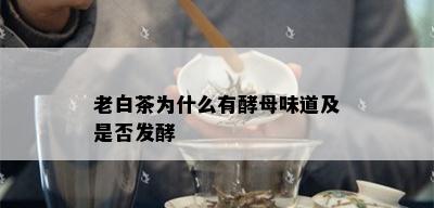 老白茶为什么有酵母味道及是否发酵