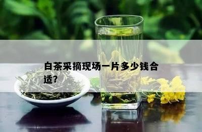 白茶采摘现场一片多少钱合适？