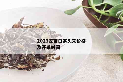 2023安吉白茶头采价格及开采时间