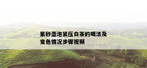 紫砂壶泡紧压白茶的喝法及变色情况步骤视频