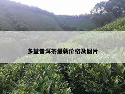 多益普洱茶最新价格及图片