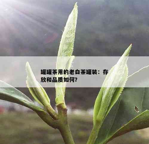 罐罐茶用的老白茶罐装：存放和品质如何？