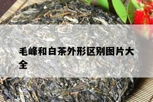 毛峰和白茶外形区别图片大全