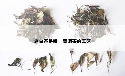 老白茶是唯一青晒茶的工艺