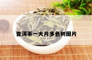 普洱茶一大片多色树图片