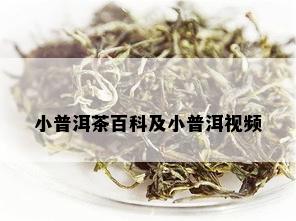 小普洱茶百科及小普洱视频