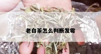 老白茶怎么判断发霉