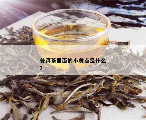 普洱茶里面的小黄点是什么？