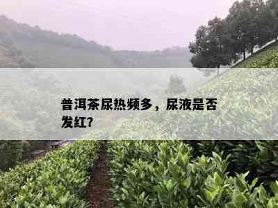 普洱茶尿热频多，尿液是否发红？