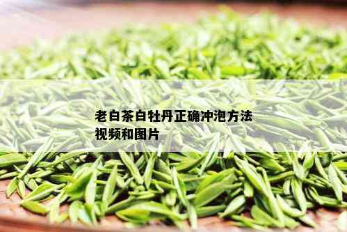 老白茶白牡丹正确冲泡方法视频和图片