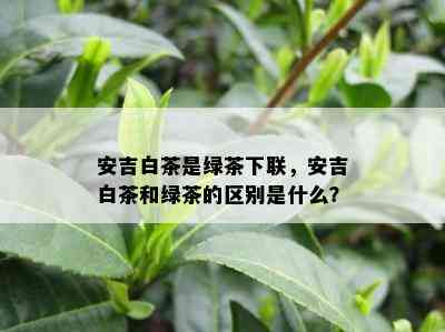 安吉白茶是绿茶下联，安吉白茶和绿茶的区别是什么？