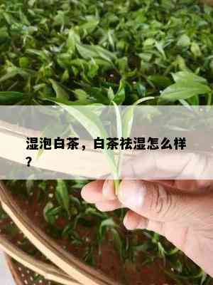 湿泡白茶，白茶祛湿怎么样？