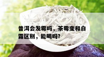 普洱会发霉吗，茶霉变和白霜区别，能喝吗？