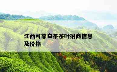 江西可靠白茶茶叶招商信息及价格